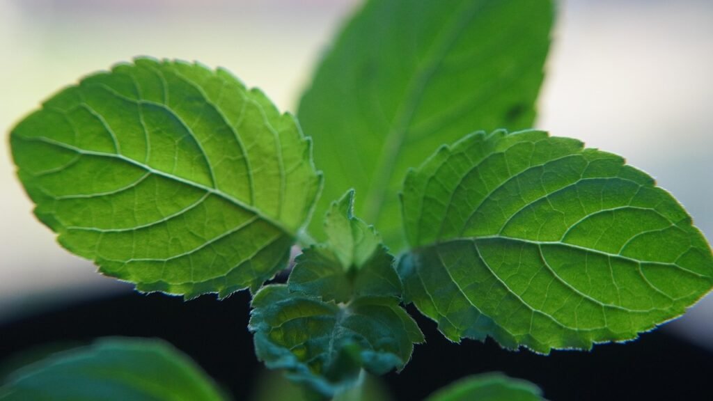 Ayurvedic remedies to boost immunity